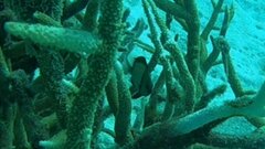 Dascyllus reticulatus