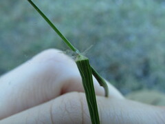 Eragrostis mexicana
