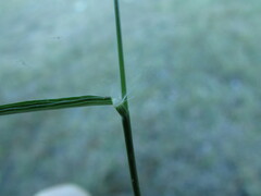 Eragrostis mexicana