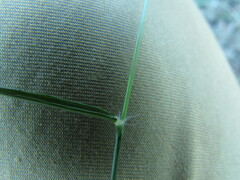 Eragrostis mexicana