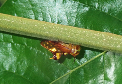 Heteronotus spinosus