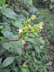 Burmeistera multiflora