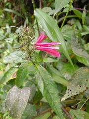 Dianthera secunda