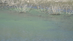 Tachycineta albilinea