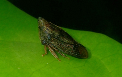 Aconophorini