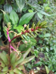 Guzmania rhonhofiana