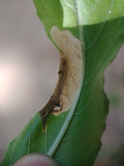 Aristotelia isopelta