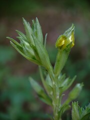 Aristotelia isopelta