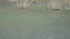 Tachycineta albilinea