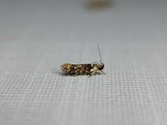 Ardozyga sodalisella