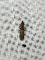 Ephestiopsis oenobarella