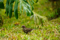 Turdus plebejus