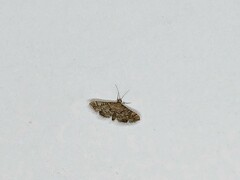 Nacoleia rhoeoalis