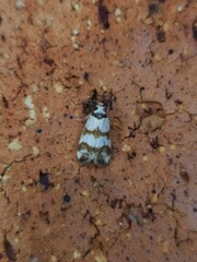 Chezala brachypepla