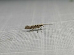 Plutella xylostella-australiana