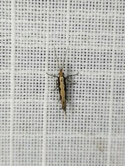 Plutella xylostella-australiana