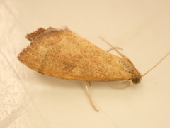 Mnesictena flavidalis