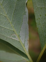 Phyllocnistis ampelopsiella