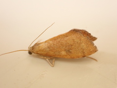 Mnesictena flavidalis