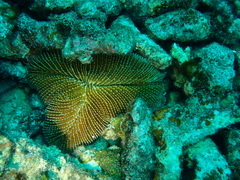Ctenactis