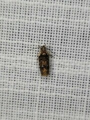 Ardozyga sodalisella