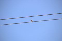 Anthus australis