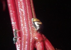 Tragopini