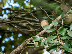 Pachyramphus validus