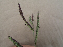 Paspalum pubiflorum