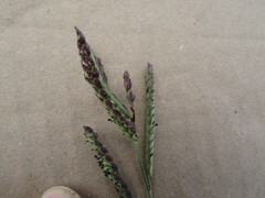 Paspalum pubiflorum