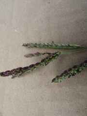 Paspalum pubiflorum