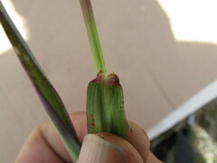 Paspalum pubiflorum