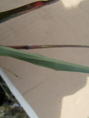 Paspalum pubiflorum