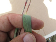 Paspalum pubiflorum