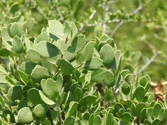Lycium boerhaviifolium