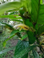 Columnea picta
