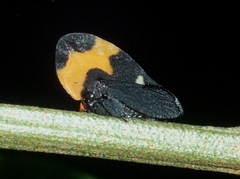 Phyllotropis