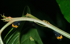 Phyllotropis