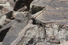 Phymaturus darwini
