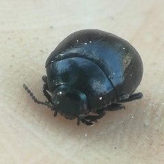 Chrysolina haemoptera