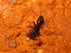 Ponerinae