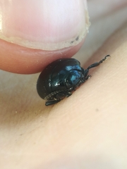 Chrysolina haemoptera