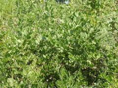 Lycium boerhaviifolium