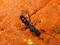 Ponerinae