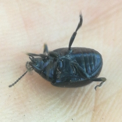 Chrysolina haemoptera