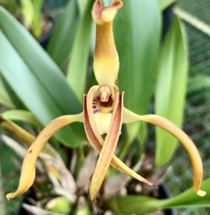 Maxillaria luteograndiflora