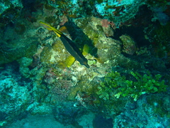 Siganus uspi