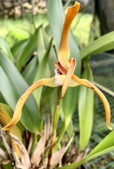 Maxillaria luteograndiflora