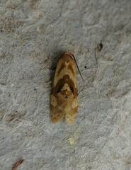 Gynnidomorpha romonana