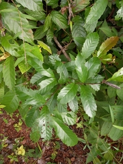 Doliocarpus dentatus